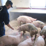 Staldren® Green on the job with pigs