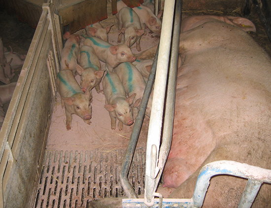 Staldren® Green on the job with pigs