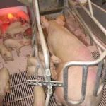 Staldren® on the job with pigs