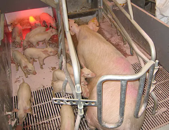 Staldren® on the job with pigs