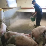 Staldren® on the job with pigs