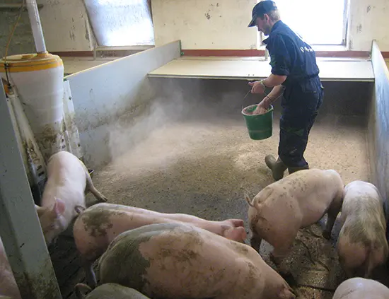 Staldren® on the job with pigs