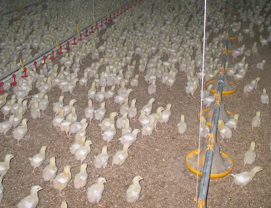 Staldren® Green on the job with poultry