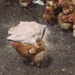 Staldren® Green on the job with poultry