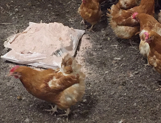 Staldren® on the job with poultry