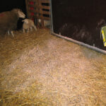 Staldren® on the job with sheep and goats
