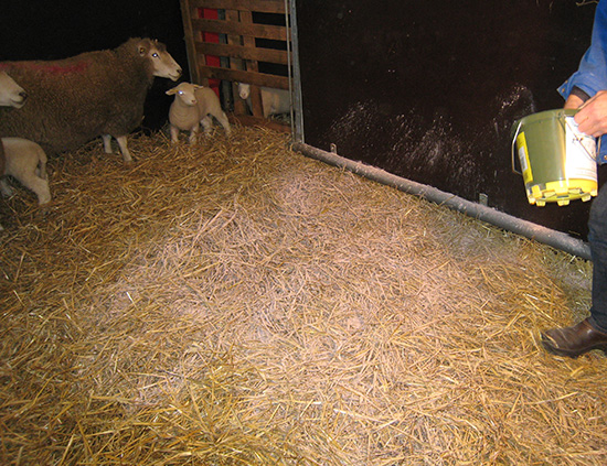 Staldren® on the job with sheep and goats