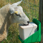 Lick Block on the job with sheep