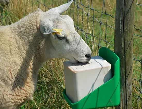 Lick Block on the job with sheep