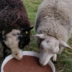 Mineral Lick on the job with sheep