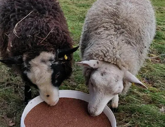 Mineral Lick on the job with sheep