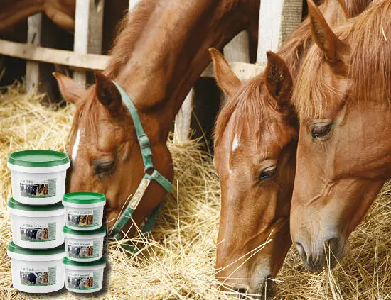 Mineral Lick for horses