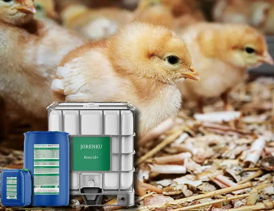 Feed acids from Jorenku secure your poultry against viruses, harmful microorganisms, and fungus.