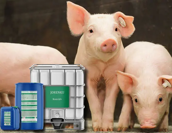 Feed acids from Jorenku secure your pigs against viruses, harmful microorganisms, and fungus.