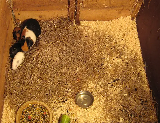 Staldren® Green on the job with pets