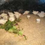 Staldren® Green on the job with pets