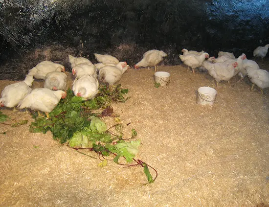 Staldren® Green on the job with pets